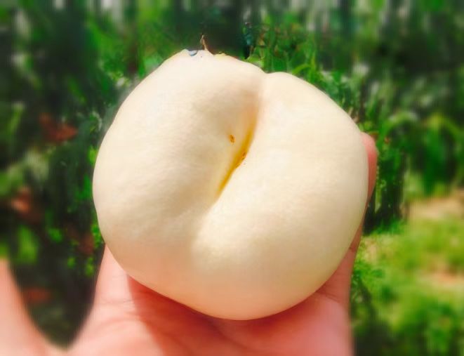 中油蟠10号