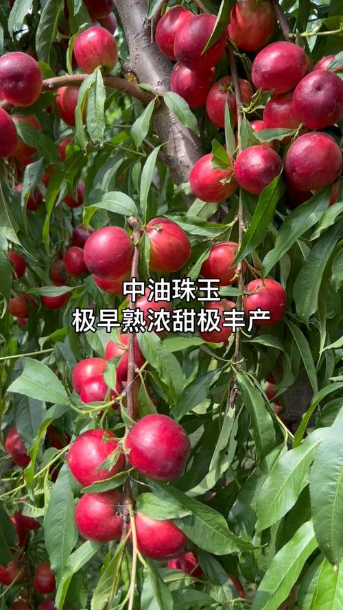 中油朱玉