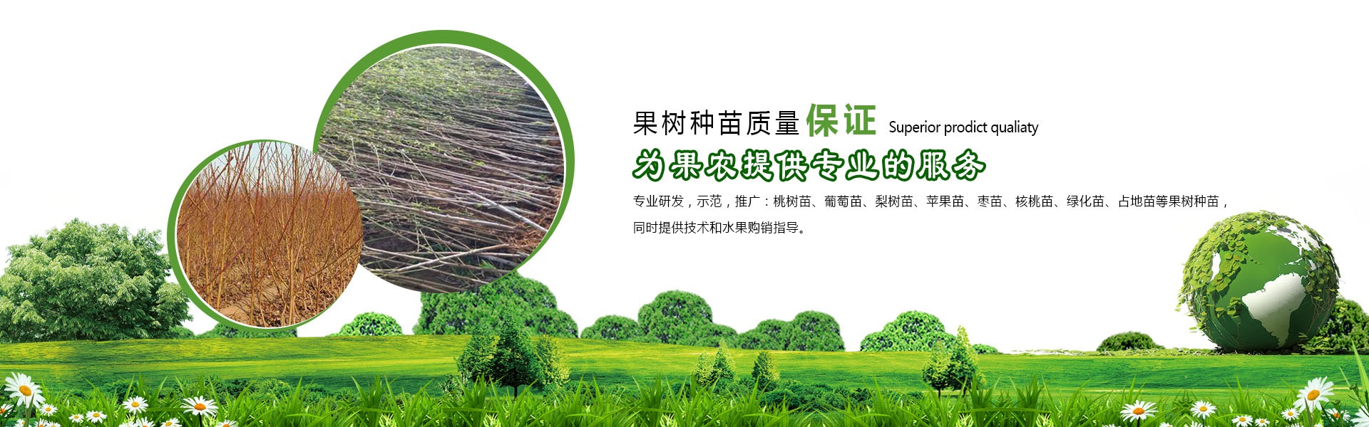 郑州果树所桃苗怎么买